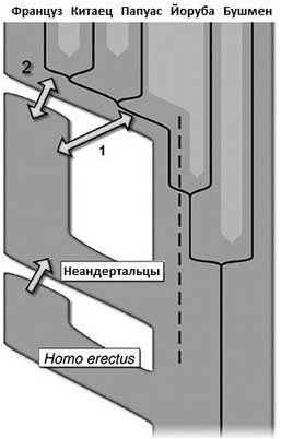 шимпанзе шимпанзе