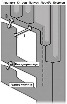 шимпанзе