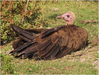 стервятник