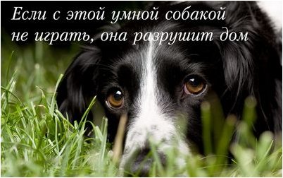 любимая полоса любимая полоса