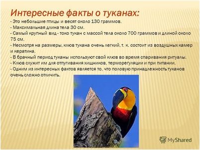 клюв клюв