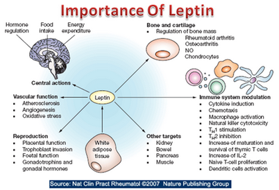 leptin leptin
