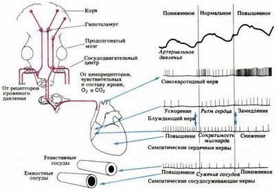 мозг