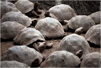 галапагосский