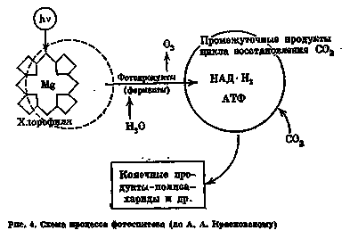 высоким содержанием