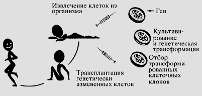 генотерапия генотерапия
