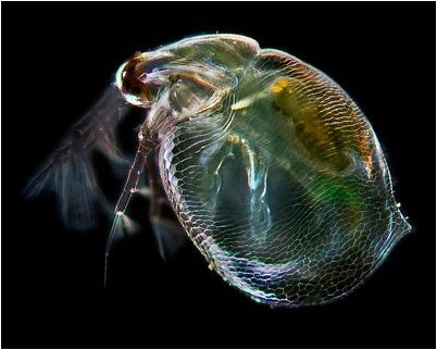 микроорганизм