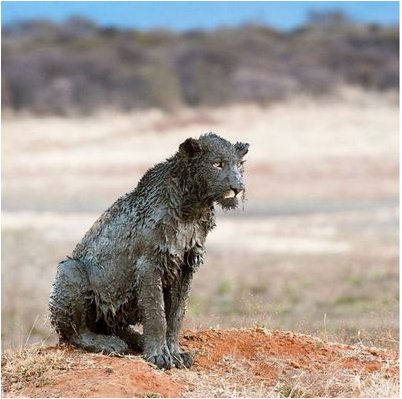 развитии млекопитающего