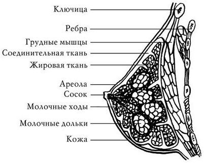 гормон гормон