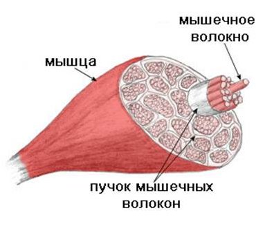 мочь мочь