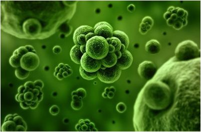 микроорганизм