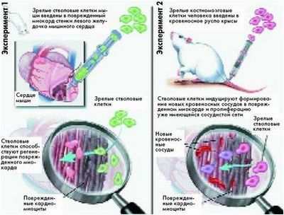 стволовой стволовой
