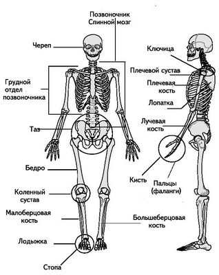 протез