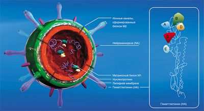 h5n1