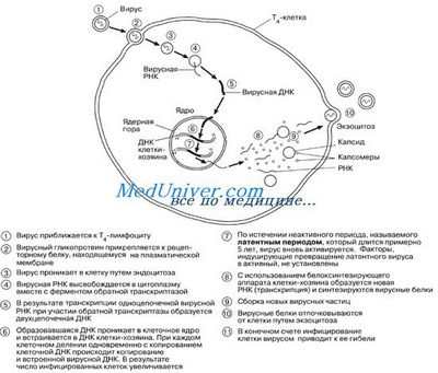 вирус вирус