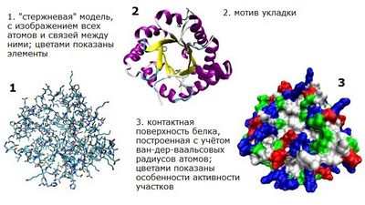 белка белка