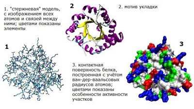 белка