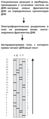 тест