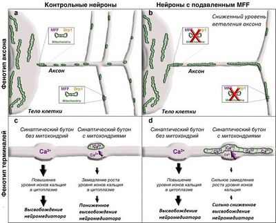 Повернуть налево! Как миозин-Va помогает направлять рост нейронов