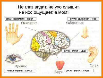 Как наше осязание во многом похоже на то, как мы слышим