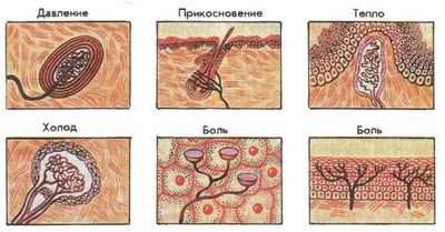 Нейроны в коже человека выполняют сложные вычисления