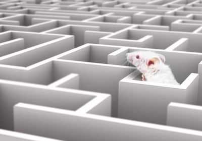 Что крысы в ​​лабиринте могут научить нас нашему чувству направления