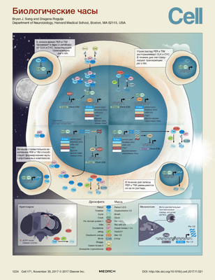 Исследование показывает, что светоизлучающие электронные книги вредно изменяют циркадные часы