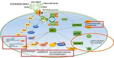 Новый тип рака с мутациями PIK3CA Новый тип рака с мутациями PIK3CA