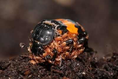 В США витают болезни от клещей, блох, комаров