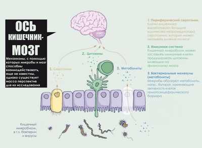 Исследования показывают, как мозг вырабатывает правильное сочетание клеток Исследования показывают, как мозг вырабатывает правильное сочетание клеток