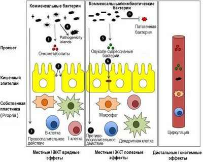 Исследователи открывают роль микробиома в борьбе с раковыми опухолями