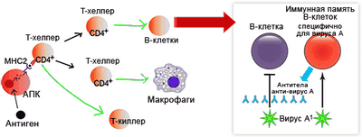 Имитатор вирусного белка успокаивает иммунную систему