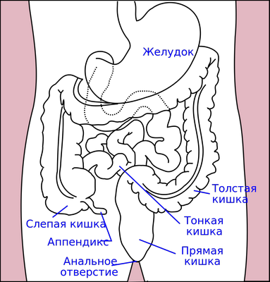 Модель ткани человека, разработанная для тестирования лекарств от рака толстой кишки