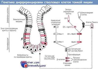 Ниша стволовых клеток для 10 миллиардов клеток толстой кишки в день