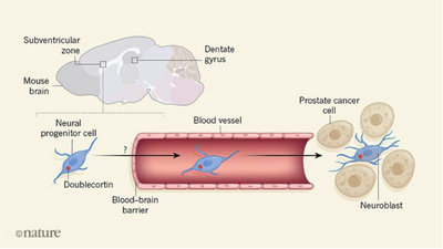 Нейроны из клеток крови - новый инструмент для понимания болезней мозга