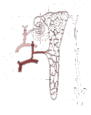Стойкая микроскопическая кровь в моче связана с повышенным риском заболевания почек Стойкая микроскопическая кровь в моче связана с повышенным риском заболевания почек