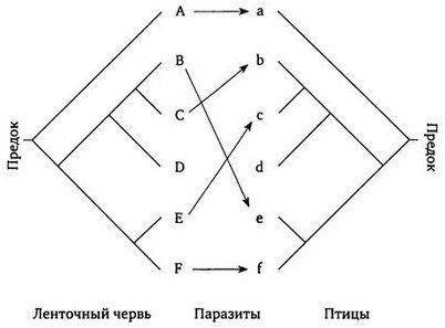 пищеварительного тракта