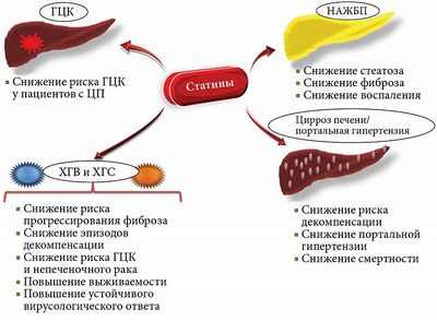 Использование статинов связано со снижением риска гепатоцеллюлярного рака
